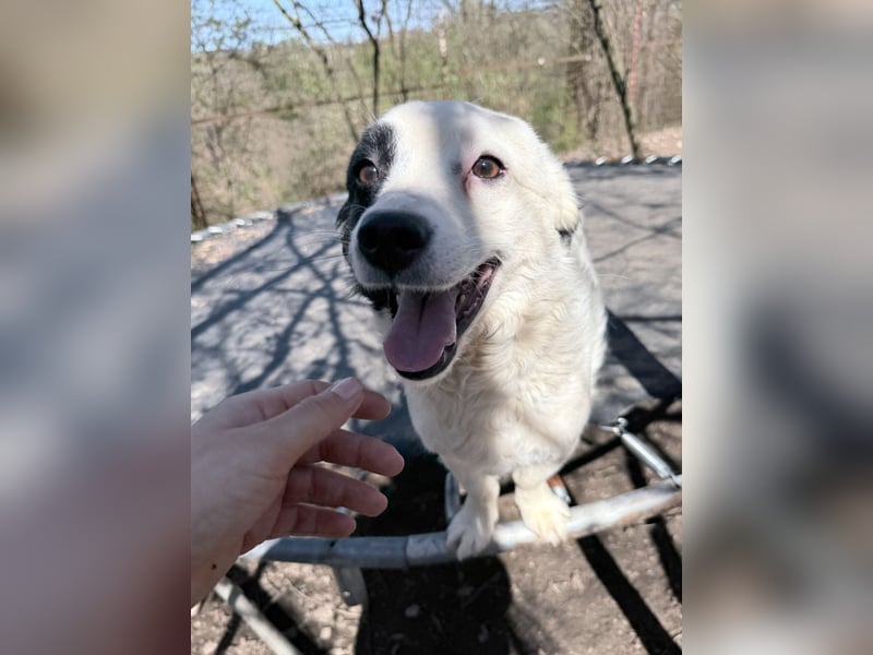 PUPIN einzigartig, sozial, verspielt - rundum perfekt bis auf die Familie die ihm fehlt