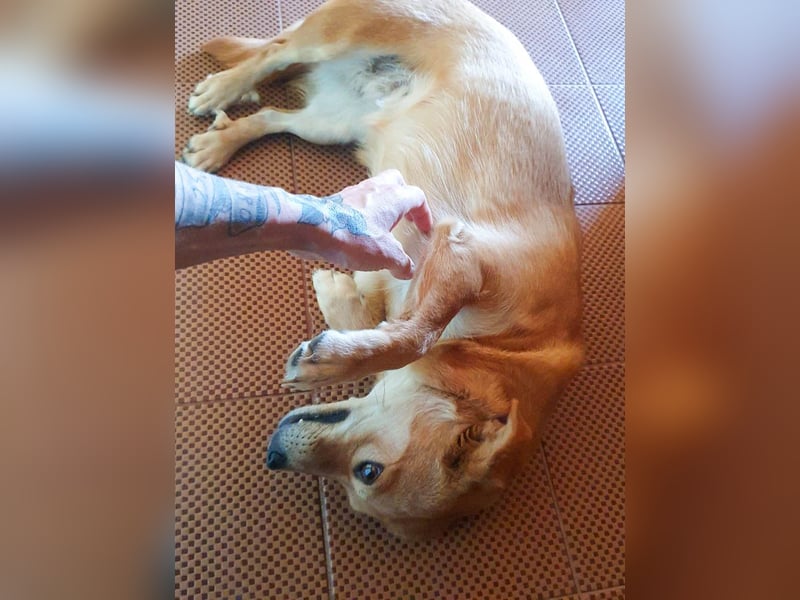 Süße SENA will endlich ihr eigenes Kuschelkörbchen! Vielleicht bei dir?