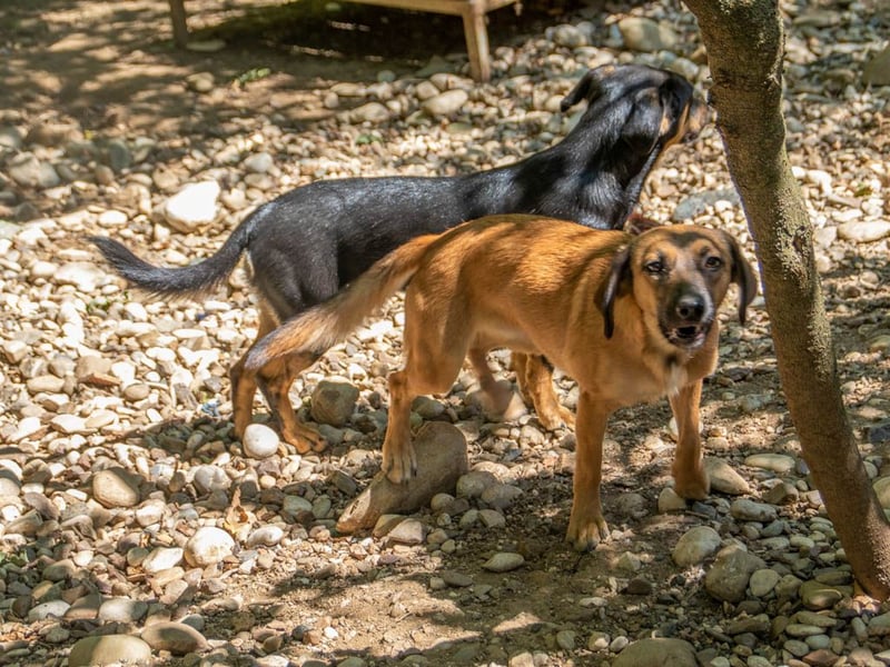 Hübsche ALMA sucht liebevolles Zuhause