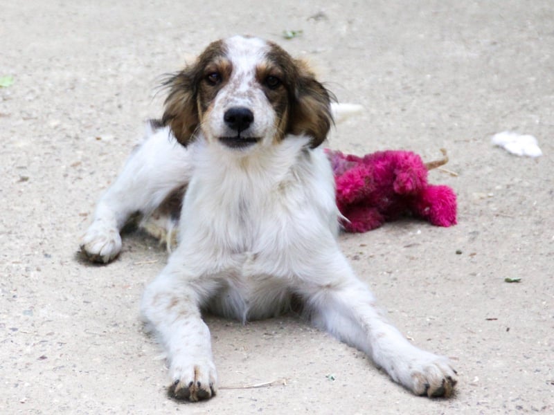 Zuckerschnute EMIL ist ein neugieriger und verspielter Hundebub Zuckerschnute EMIL ist ein neugieriger und verspielter Hundebub