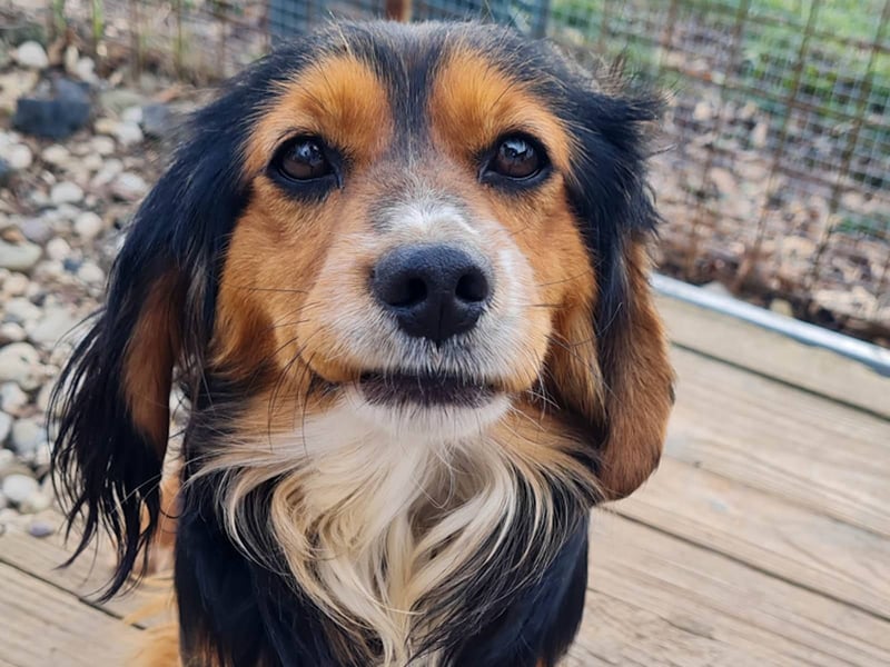 Bezaubernder zuckersüßer BOBISHA sucht sein Für-Immer-Zuhause