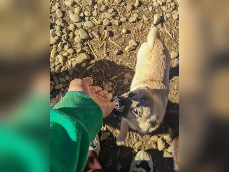 SMOKY kleine Schnauze - großes Herz zum Verlieben !