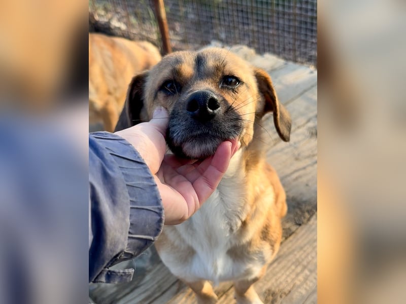 Herzensmensch gesucht - liebe MILLIE hofft den Jackpot Ausreise zu knacken