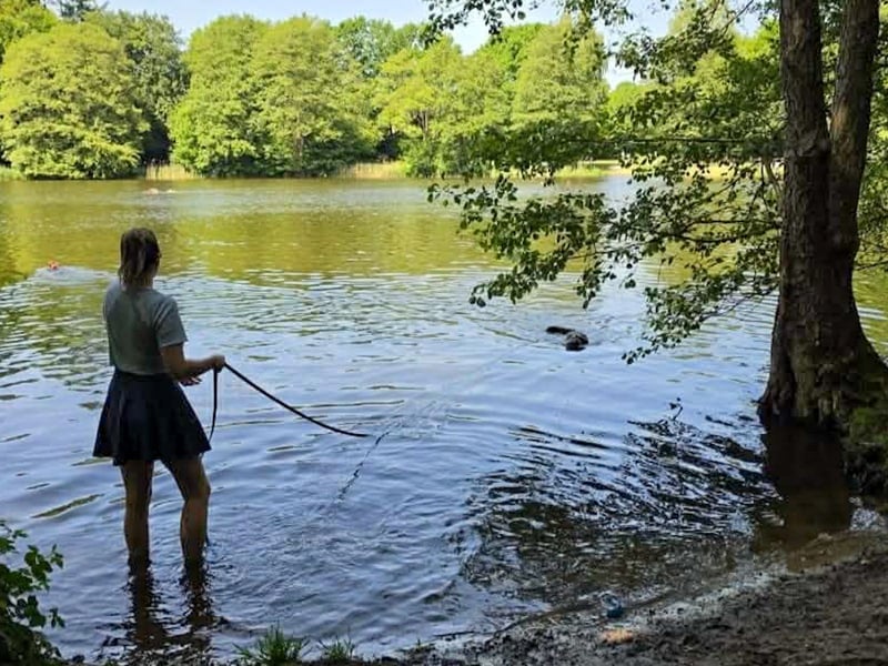 Verspielter Hunde-Opi BUDDY kann in 29413 Dähre kennengelernt werden