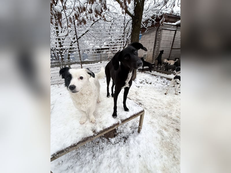 PUPIN einzigartig, lebensfroh - einfach PERFEKT !