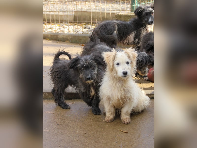 Freundlicher KAIRO möchte die Welt entdecken