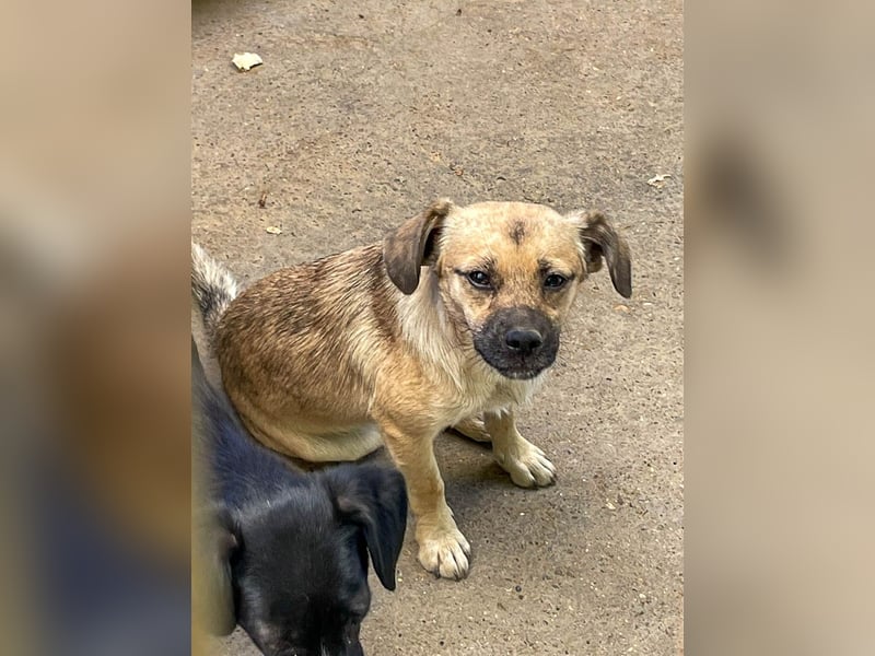 Fröhlicher SMOKY sucht Menschen zum Spielen und Toben!