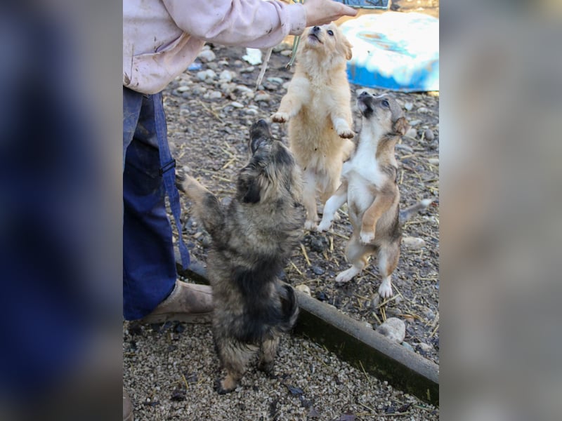 Entzückendes Hundemädel CASSI sucht liebevolles Zuhause
