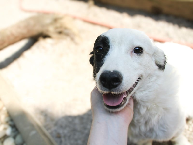 PUPIN, neugierig verspielt - bereit für viele Spiele- und Kuschelrunden