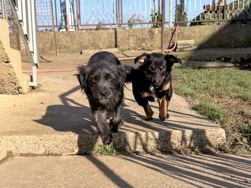 RAMONA freundlich, aufgeweckt sucht Ihre Abenteuer-Menschen !