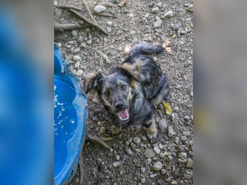 Entzückendes Hundemädel CASSI sucht liebevolles Zuhause