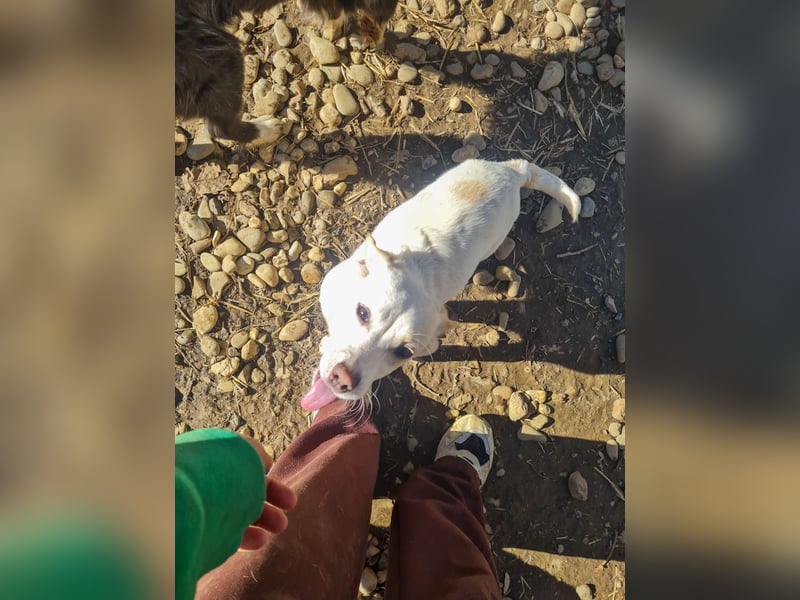 SKIPPER klein, frech, WUNDERBAR !