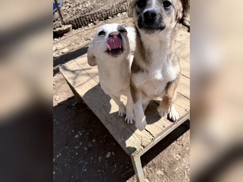 Aufgeweckter SKIPPER sucht aktive Menschen zum Spielen und Toben