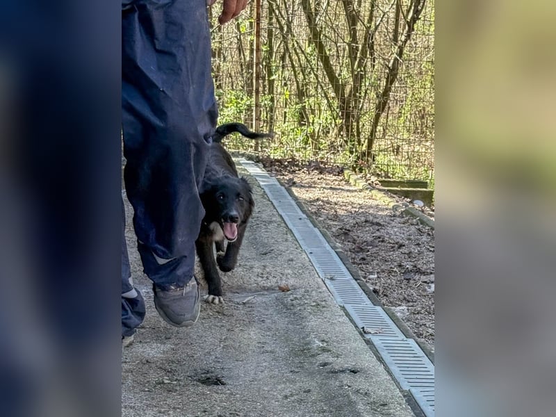 Treue KALEA möchte noch so viel lernen - hilfst du ihr dabei?