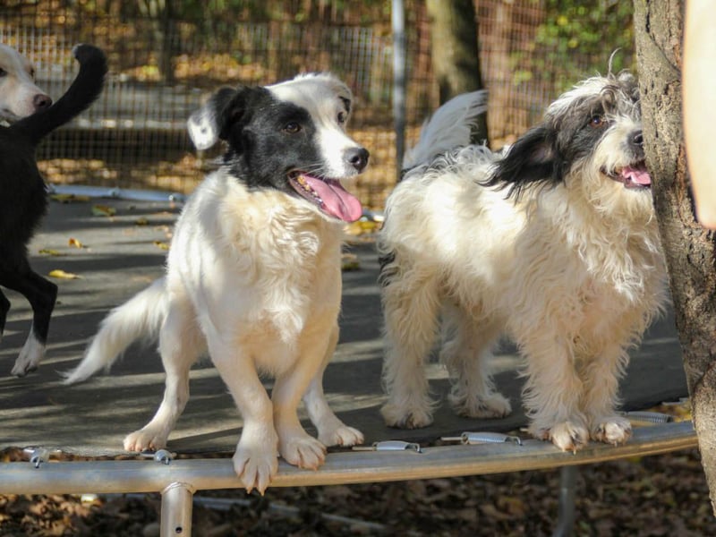 Traumprinz KELVIN ist ein fröhlicher und verspielter Hundebub