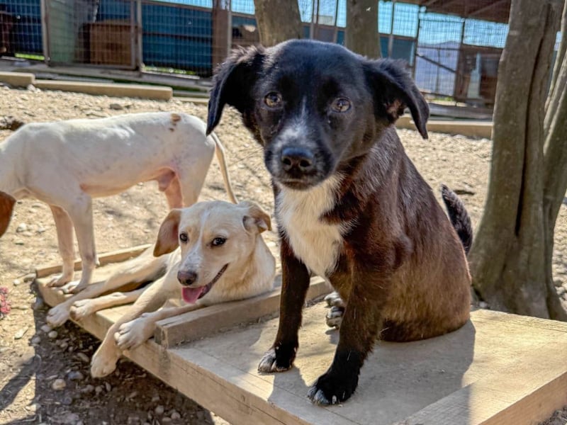 SUSHI - Knopfaugen zum Verlieben !!!