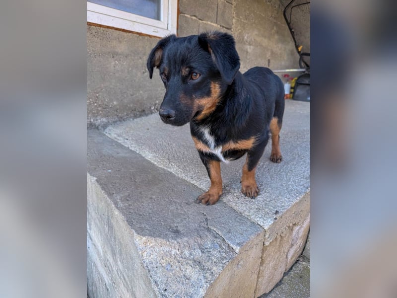 hübsch, hübscher, ROXANA