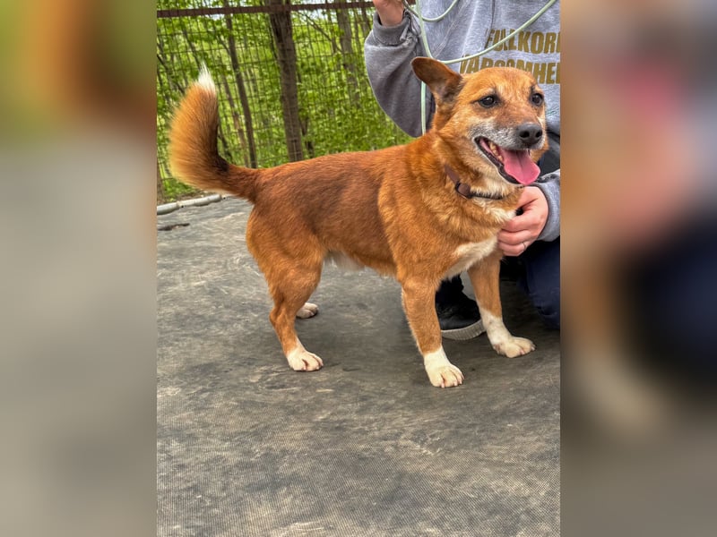 Kuckuck, zauberhafter AMON sucht liebevolle Familie Kuckuck, zauberhafter AMON sucht liebevolle Familie