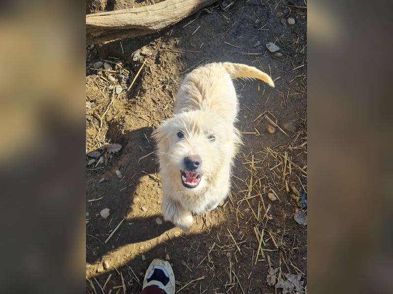 Zuckersüßer Hundebub KASPAR sucht liebevolles Zuhause