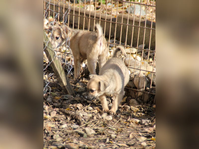 SMOKY kleine Schnauze - großes Herz zum Verlieben !