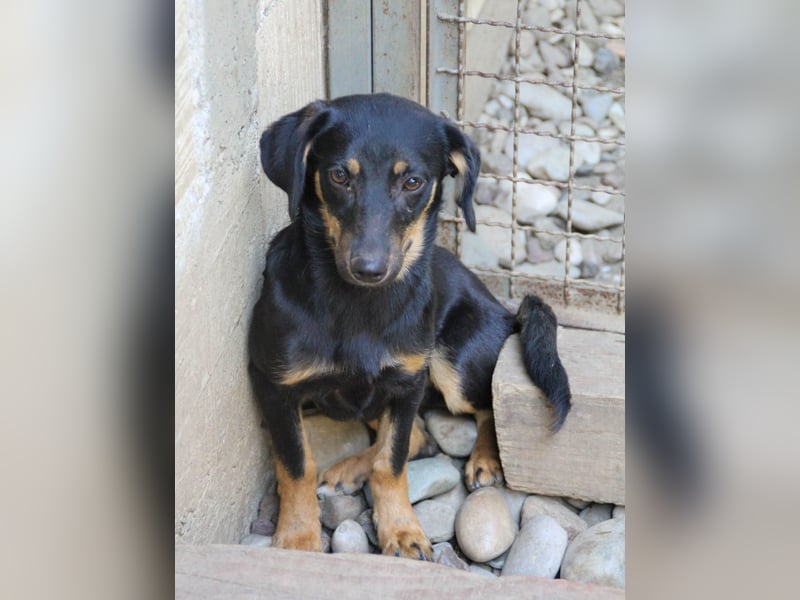 niedliche SMILLA - sucht ihren Herzensmensch niedliche SMILLA - sucht ihren Herzensmensch