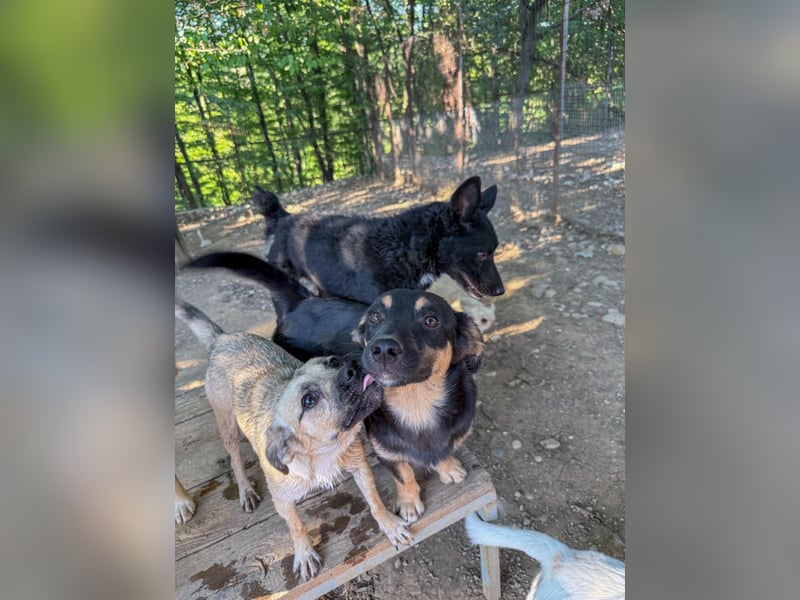 SMOKY sucht seine eigene Familie zum Spielen, Toben und Kuscheln ...