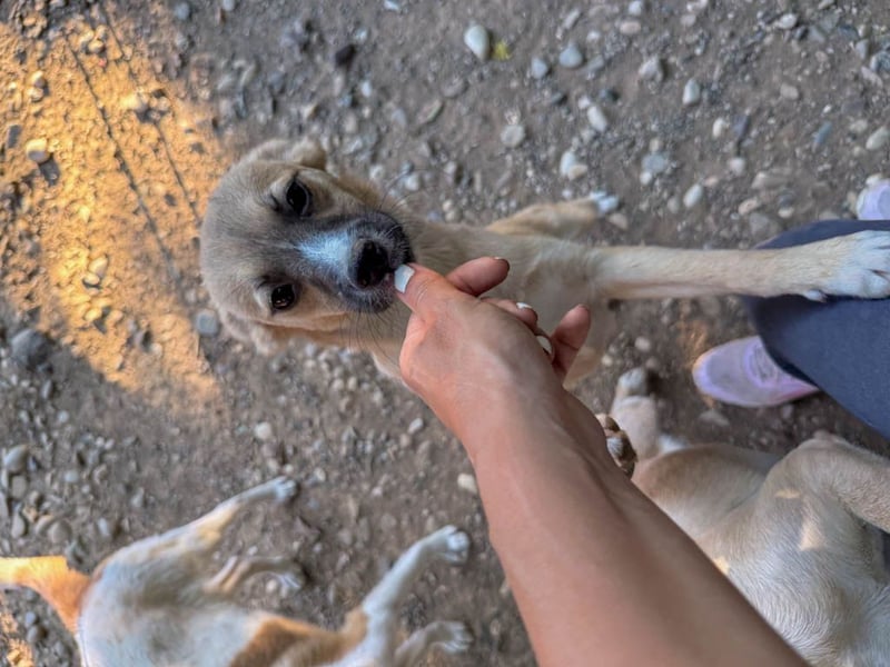 Niedliche SHONA will die Welt außerhalb des Tierheims kennenlernen! Vielleicht mit dir?