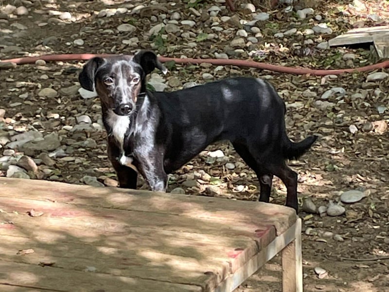 Kuckuck, wer schenkt Traumhündin FIONA ein liebevolles Zuhause?