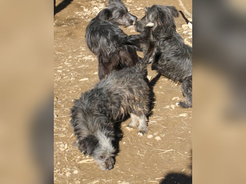 Fellknäul KEANU möchte endlich mit seiner eigenen Familie Kuscheln und Toben