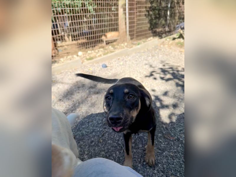 supersüße SMILLA möchte so gerne ihr eigenes zu Hause erschnüffeln