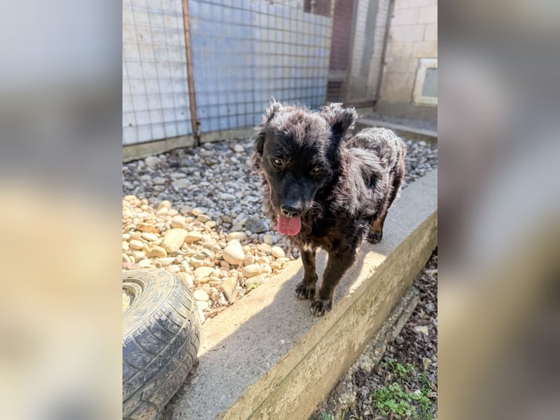 RALF - Familienhund wünscht sich ein Zuhause