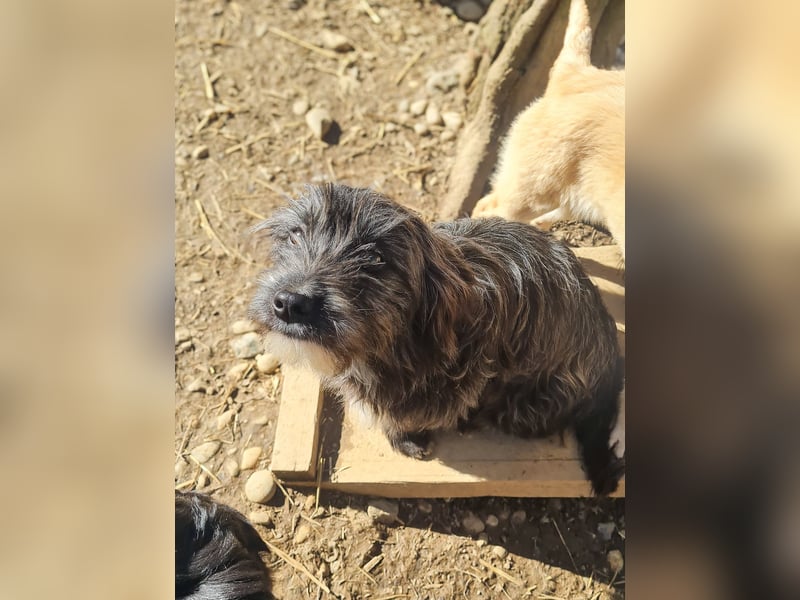 Freundlicher KAIRO möchte die Welt entdecken