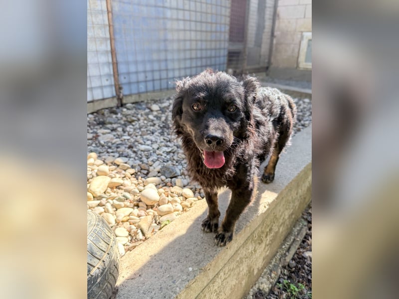 RALF - Familienhund wünscht sich ein Zuhause