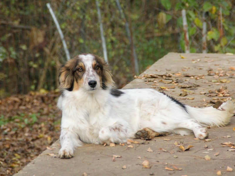 Zuckerschnute EMIL ist ein neugieriger und verspielter Hundebub