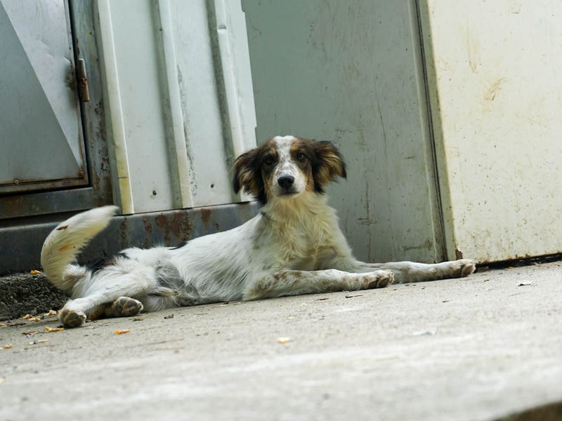 Zuckerschnute EMIL ist ein neugieriger und verspielter Hundebub