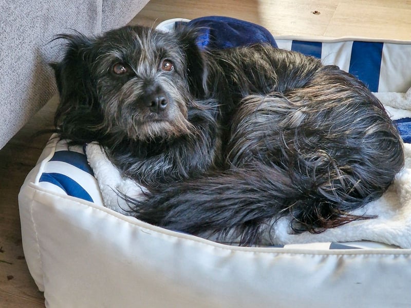 RAMONA, schon MAMA aber selbst noch auf der Suche nach Ihrem großen Glück - EIGENE HUNDEELTERN !