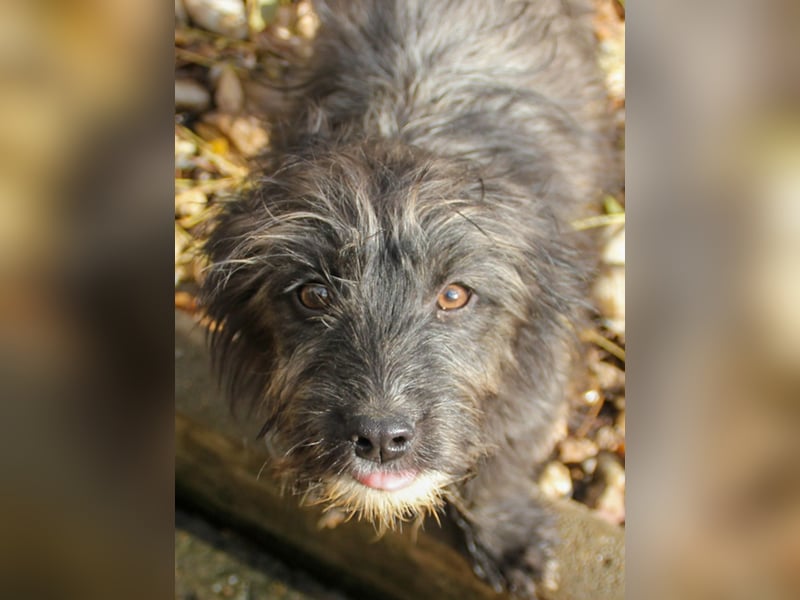 Freundlicher KAIRO möchte die Welt entdecken