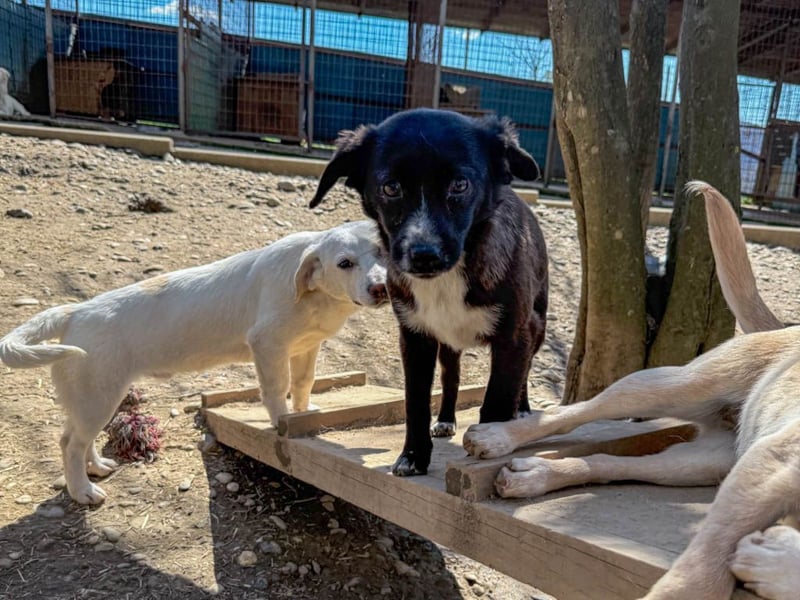 SUSHI - Knopfaugen zum Verlieben !!!
