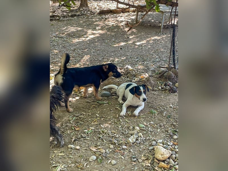 Schnuckelchen BEVAN liebt Kuscheln und Schmusen