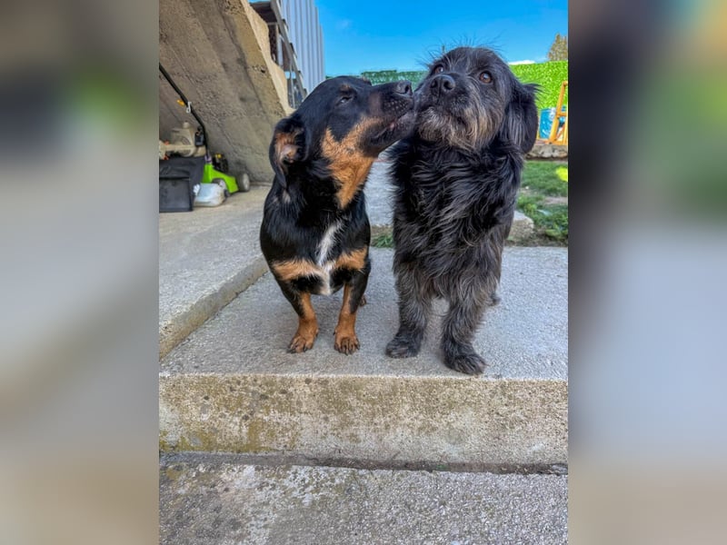 Zuckerschnauze RAMONA - bist du ihr Ticket ins Glück