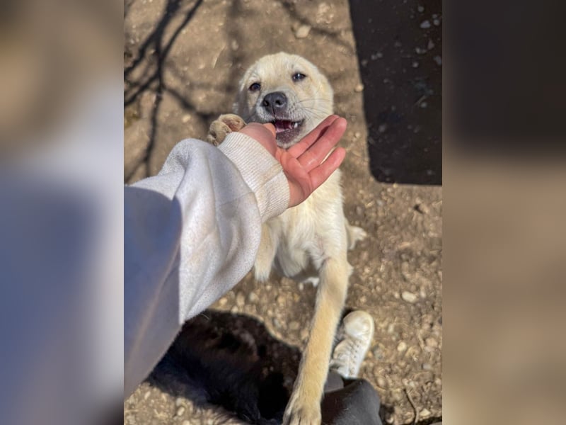 SUZUKI einzigartige Fellnase ;-)