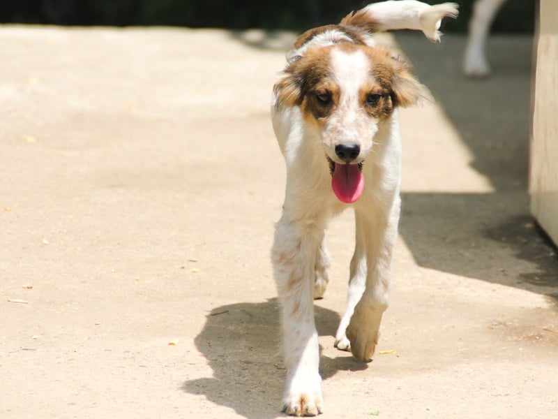 Zuckerschnute EMIL ist ein neugieriger und verspielter Hundebub Zuckerschnute EMIL ist ein neugieriger und verspielter Hundebub