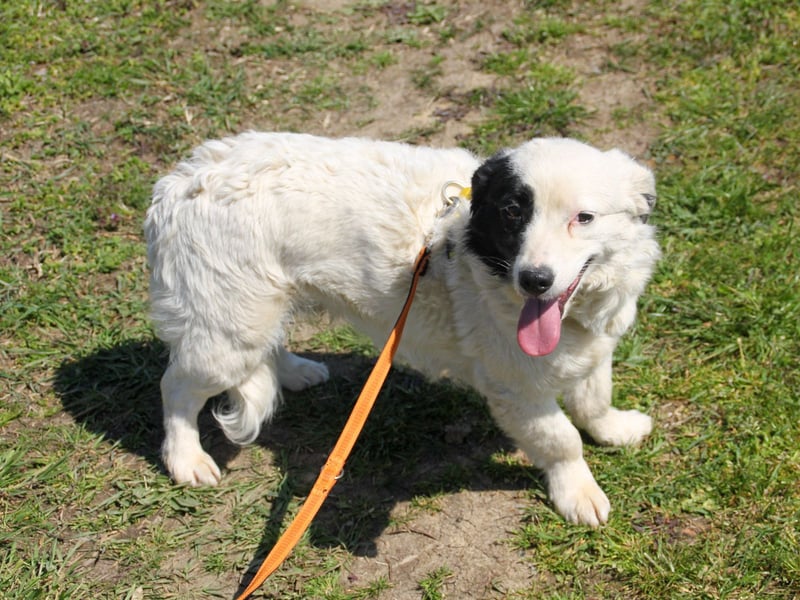 PUPIN einzigartig, lebensfroh - einfach PERFEKT !