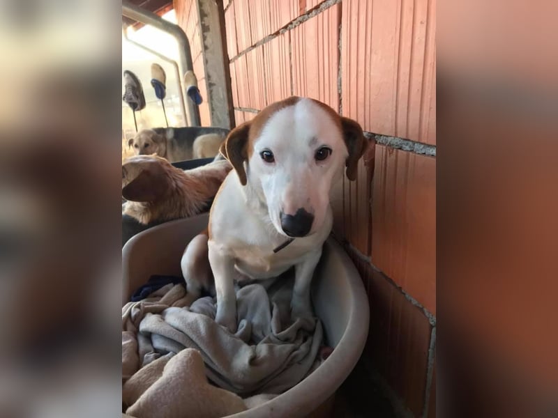 BEPI - Wer löst sein Ticket ins Glück und schenkt ihm ein liebevolles, ruhiges Zuhause