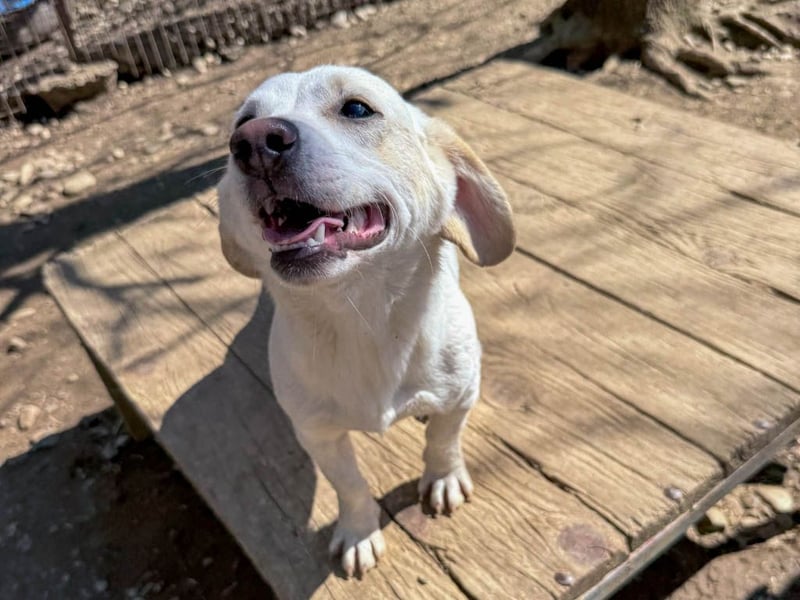 Aufgeweckter SKIPPER sucht aktive Menschen zum Spielen und Toben