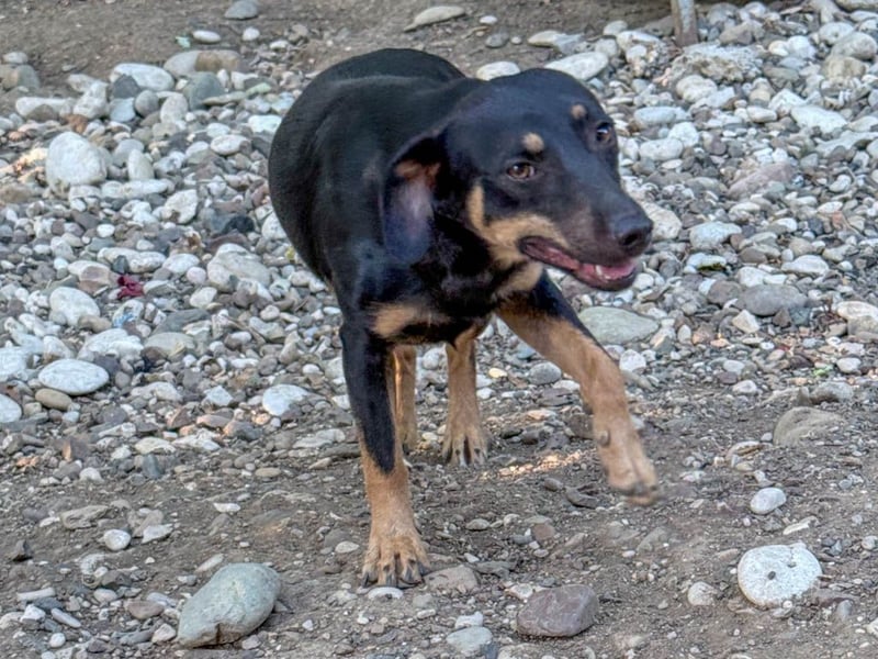 supersüße SMILLA möchte so gerne ihr eigenes zu Hause erschnüffeln
