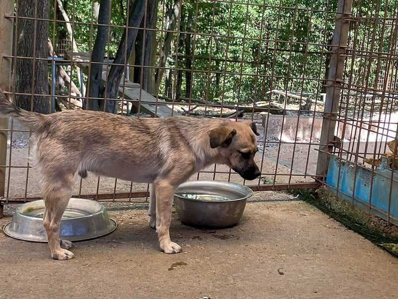 SMOKY sucht seine eigene Familie zum Spielen, Toben und Kuscheln ...