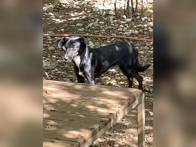 Kuckuck - lebensfrohe FIONA sucht ihr Zuhause