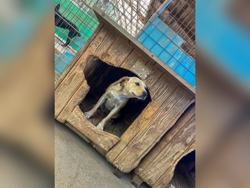 Aufgeweckte SASSY will endlich das Leben außerhalb des Tierheims kennenlernen. Zeigst du es ihr?