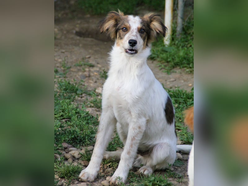 Zuckerschnute EMIL ist ein neugieriger und verspielter Hundebub